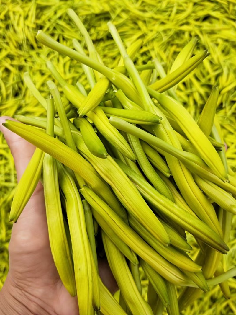 【清水黄花菜】