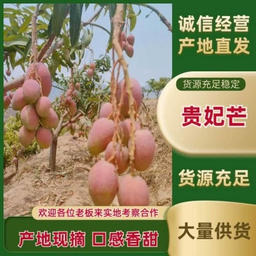 【优质推荐】贵妃芒大量上市产地直发优质货源量大从优