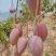 【优质推荐】贵妃芒大量上市产地直发优质货源量大从优