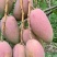 【优质推荐】贵妃芒大量上市产地直发优质货源量大从优