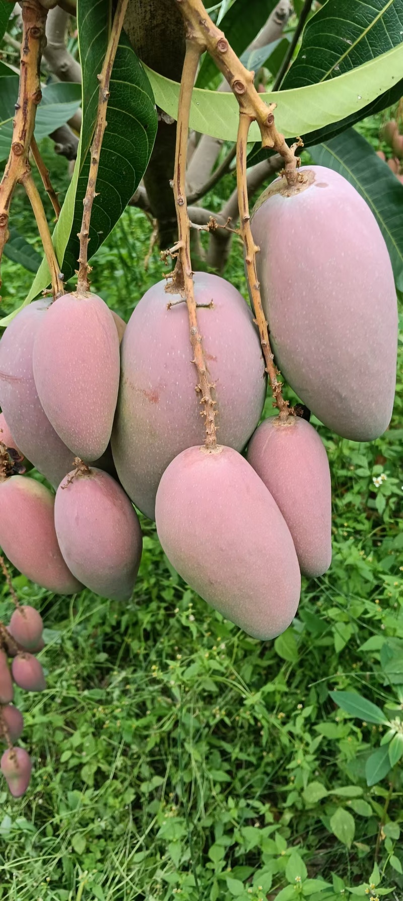 【优质推荐】贵妃芒大量上市产地直发优质货源量大从优