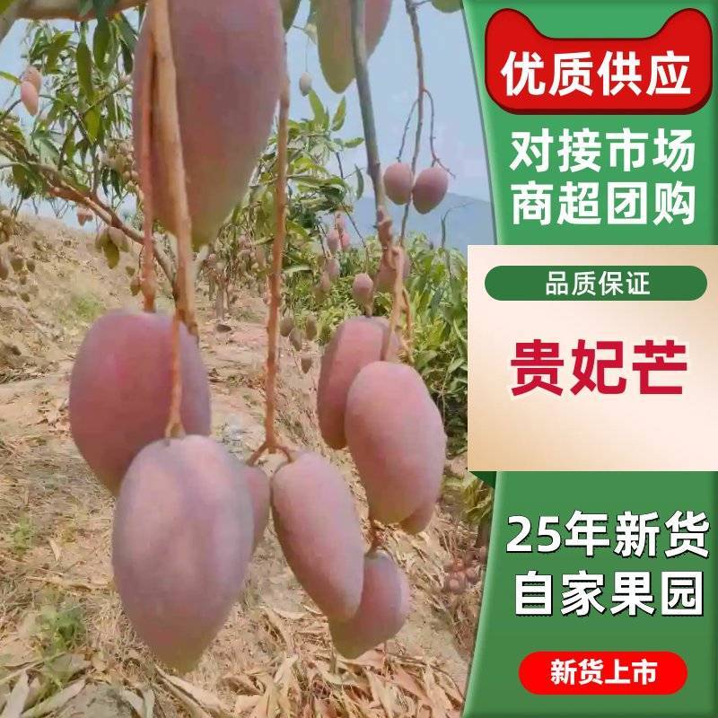 贵妃芒大量上市可对接市场商超价格美丽量大从优运费可聊