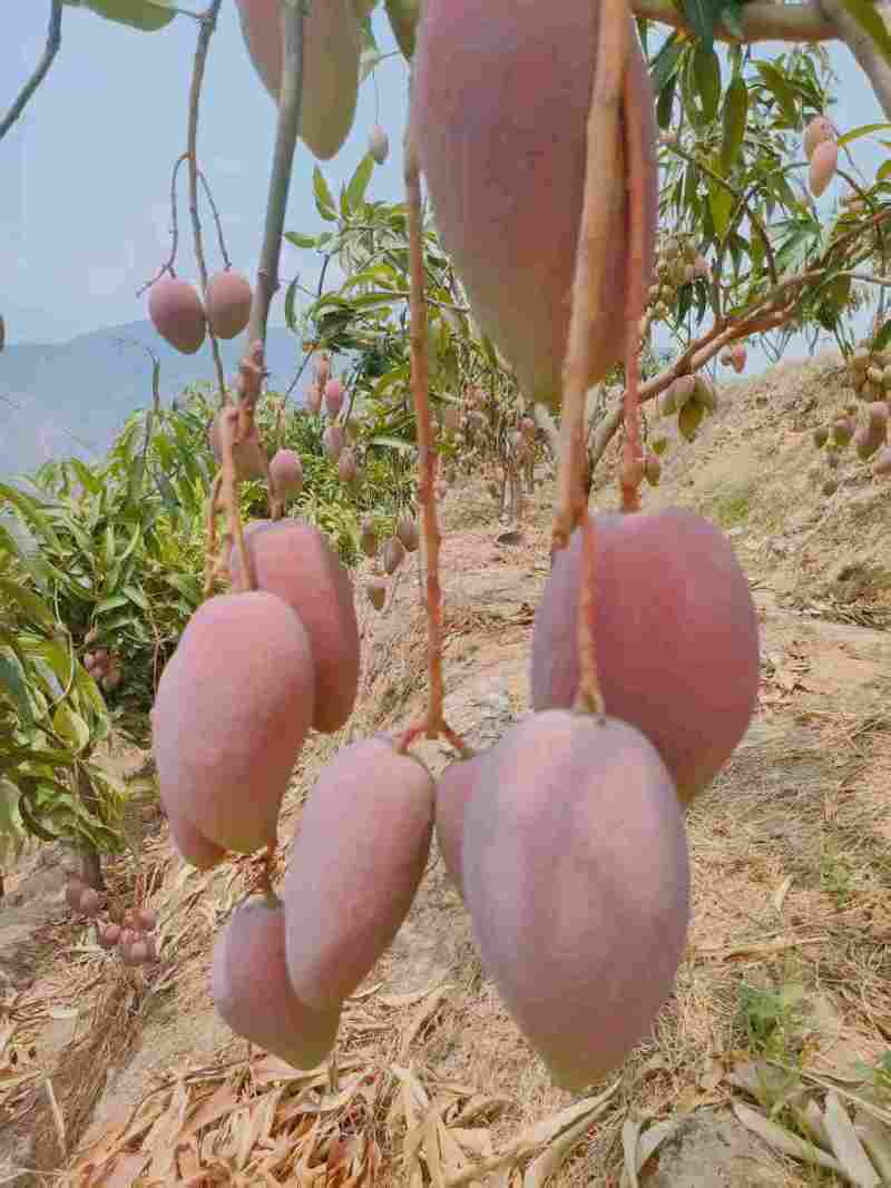 贵妃芒大量上市可对接市场商超价格美丽量大从优运费可聊