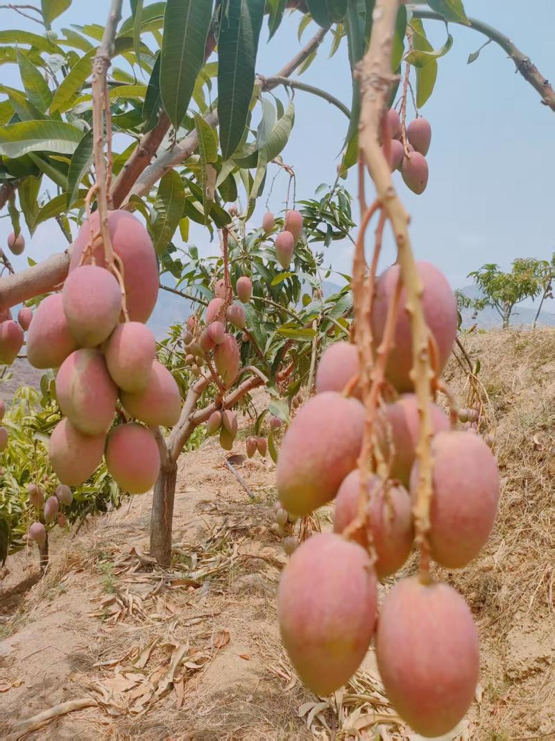 贵妃芒大量上市可对接市场商超价格美丽量大从优运费可聊