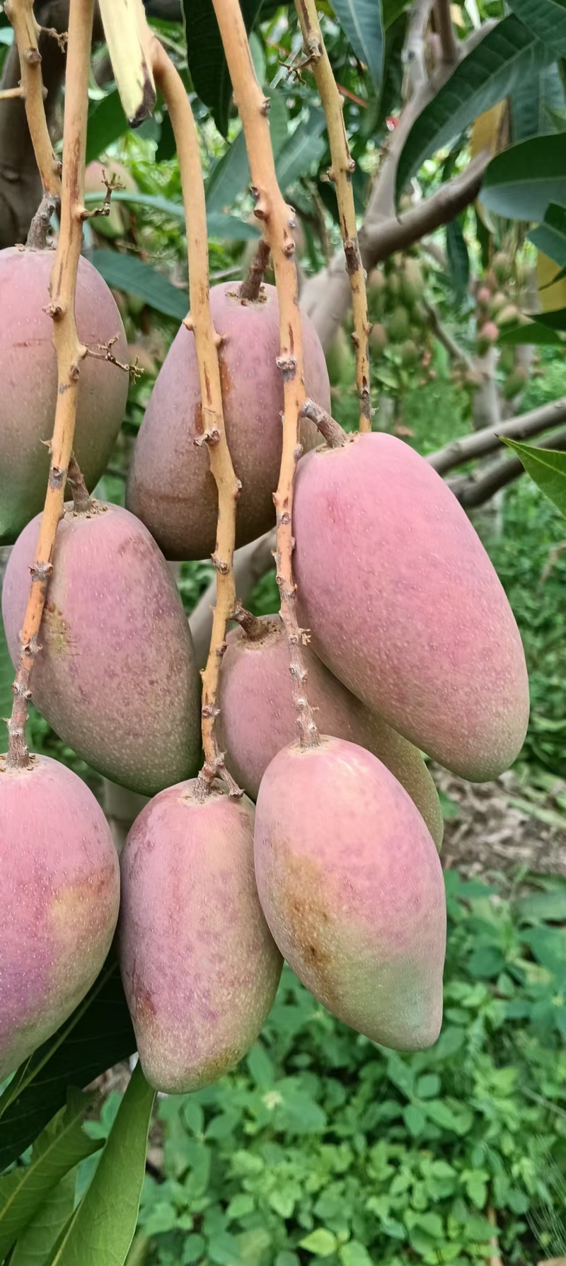 贵妃芒大量上市可对接市场商超价格美丽量大从优运费可聊