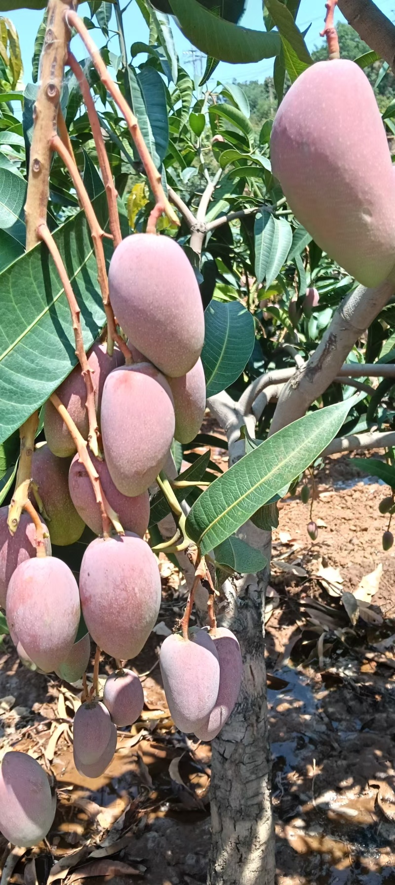 贵妃芒大量上市可对接市场商超价格美丽量大从优运费可聊