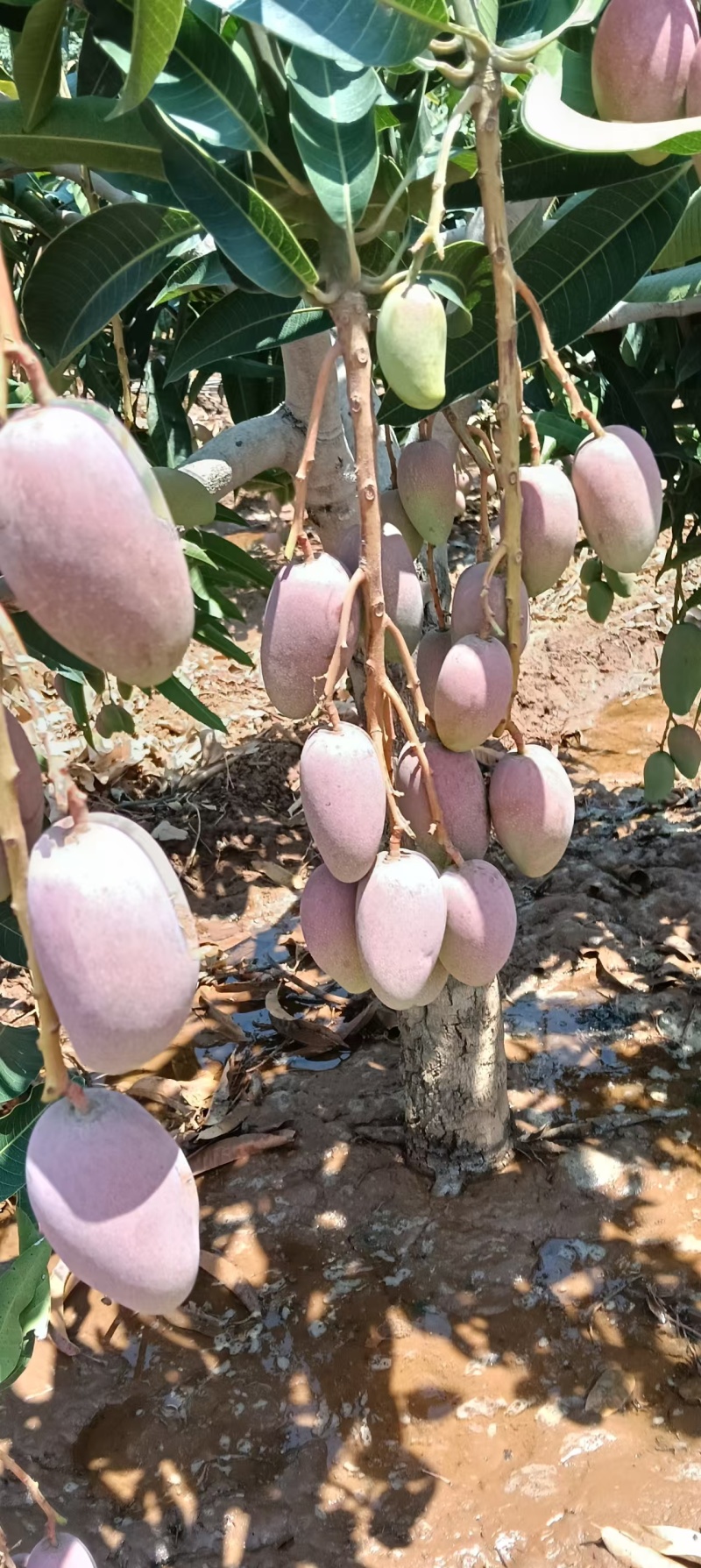 贵妃芒大量上市可对接市场商超价格美丽量大从优运费可聊