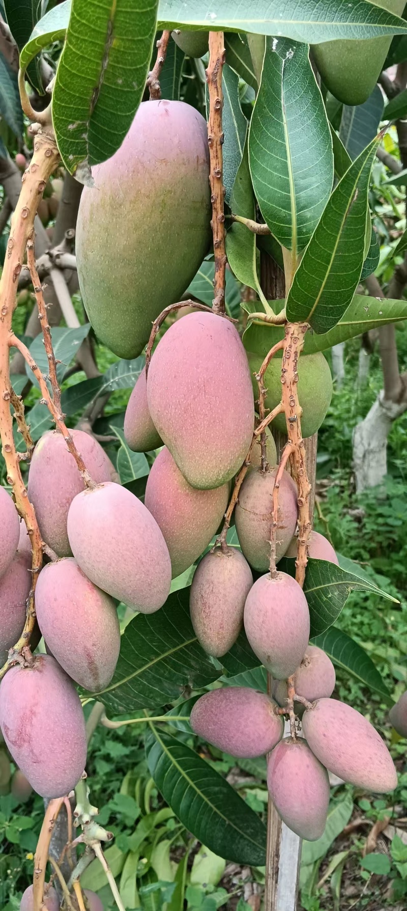 贵妃芒大量上市可对接市场商超价格美丽量大从优运费可聊
