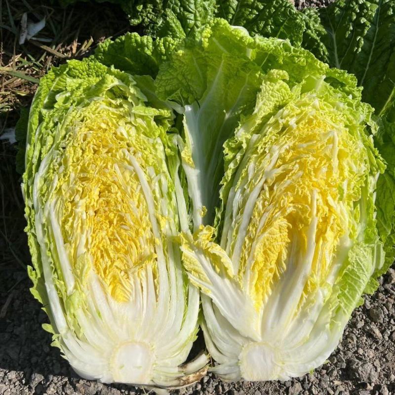 精品大白菜黄心白菜基地直发对接出口及全国客商