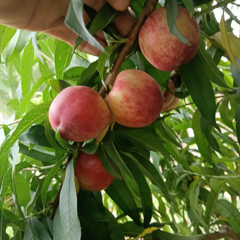 中油珠玉