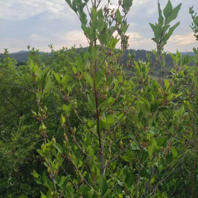 山西野生连翘产区，万亩基地，青翘、干货均有，欢迎致电。