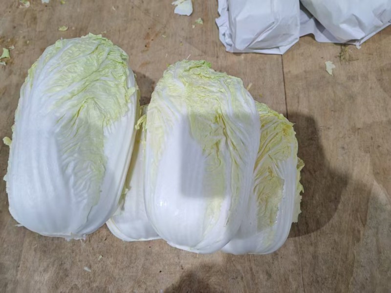 精品大白菜黄心白菜基地直发对接出口及全国客商