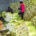 精品大白菜黄心白菜基地直发对接出口及全国客商