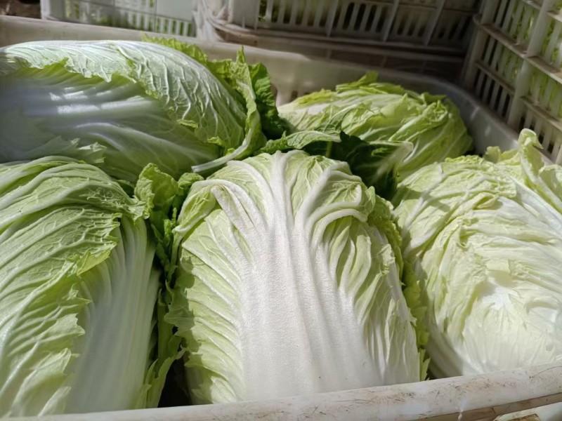 精品大白菜黄心白菜基地直发对接出口及全国客商