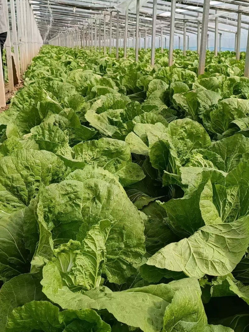 精品大白菜黄心白菜基地直发对接出口及全国客商