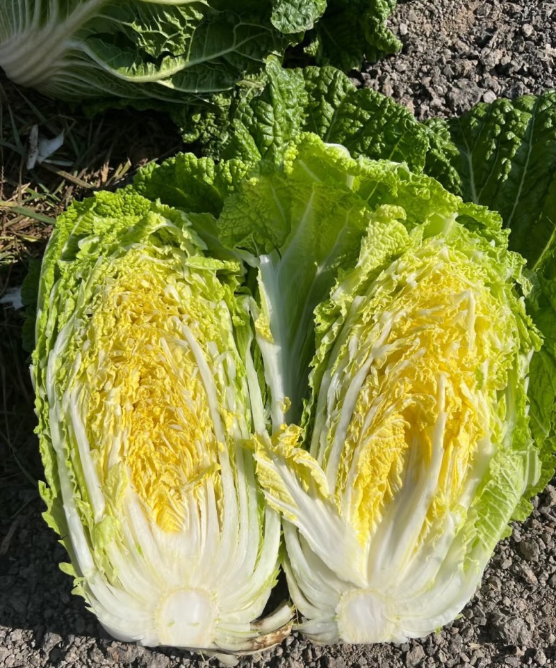 精品大白菜黄心白菜基地直发对接出口及全国客商