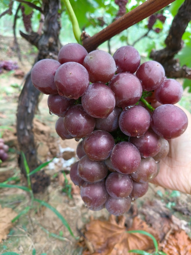 陆地巨峰葡萄口感甜糖度高大量有货价格美丽