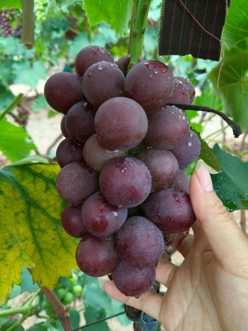 陆地巨峰葡萄口感甜糖度高大量有货价格美丽