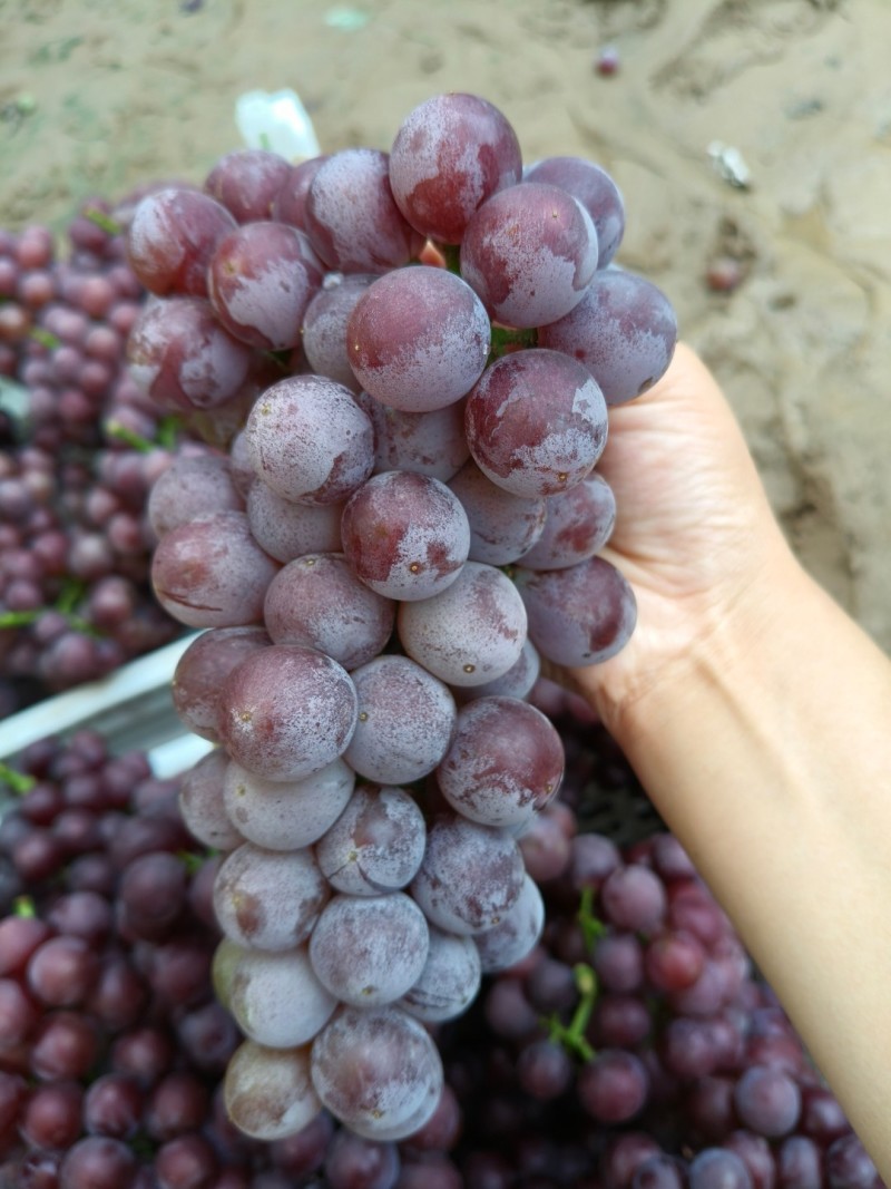 陆地巨峰葡萄口感甜糖度高大量有货价格美丽