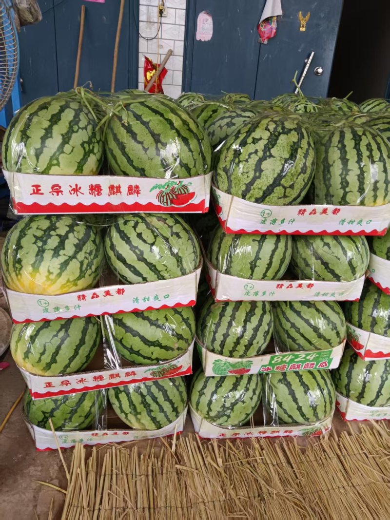 美都西瓜/有籽美都/通许西瓜/产地货源/全国供应批发