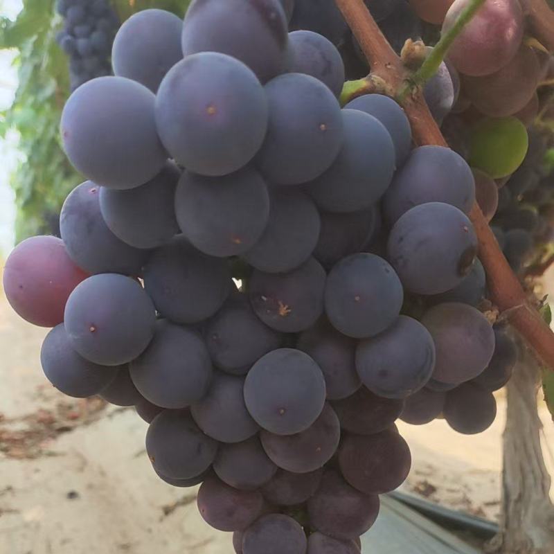 陆地巨峰葡萄口感甜糖度高大量有货价格美丽