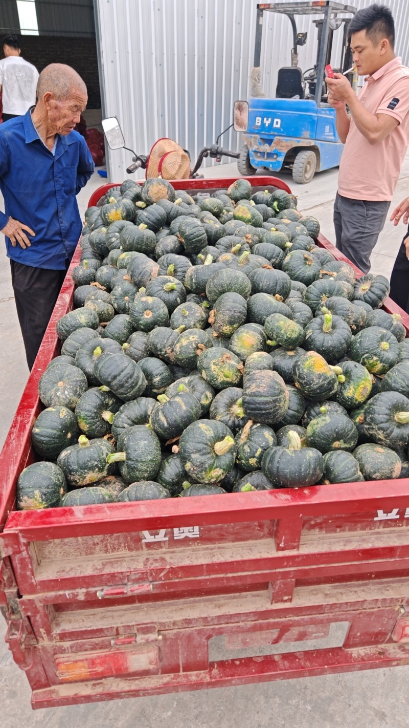 精品贝贝南瓜大吨位供应贝贝南瓜电商货市场货超市直供
