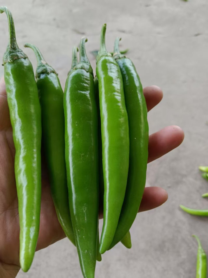 《精品陇椒》通许辣椒/自家种植/货源充足/全国供应批发