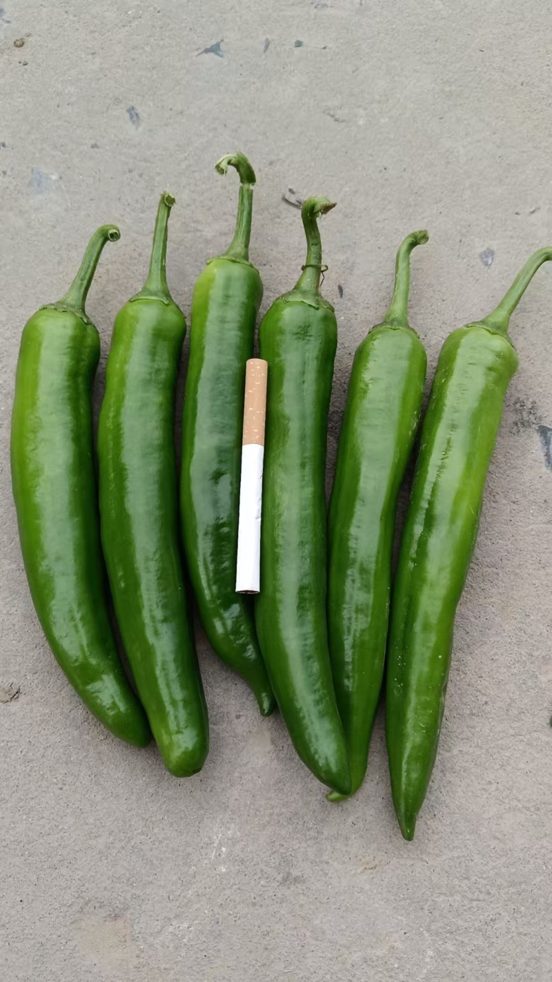 《精品陇椒》通许辣椒/自家种植/货源充足/全国供应批发