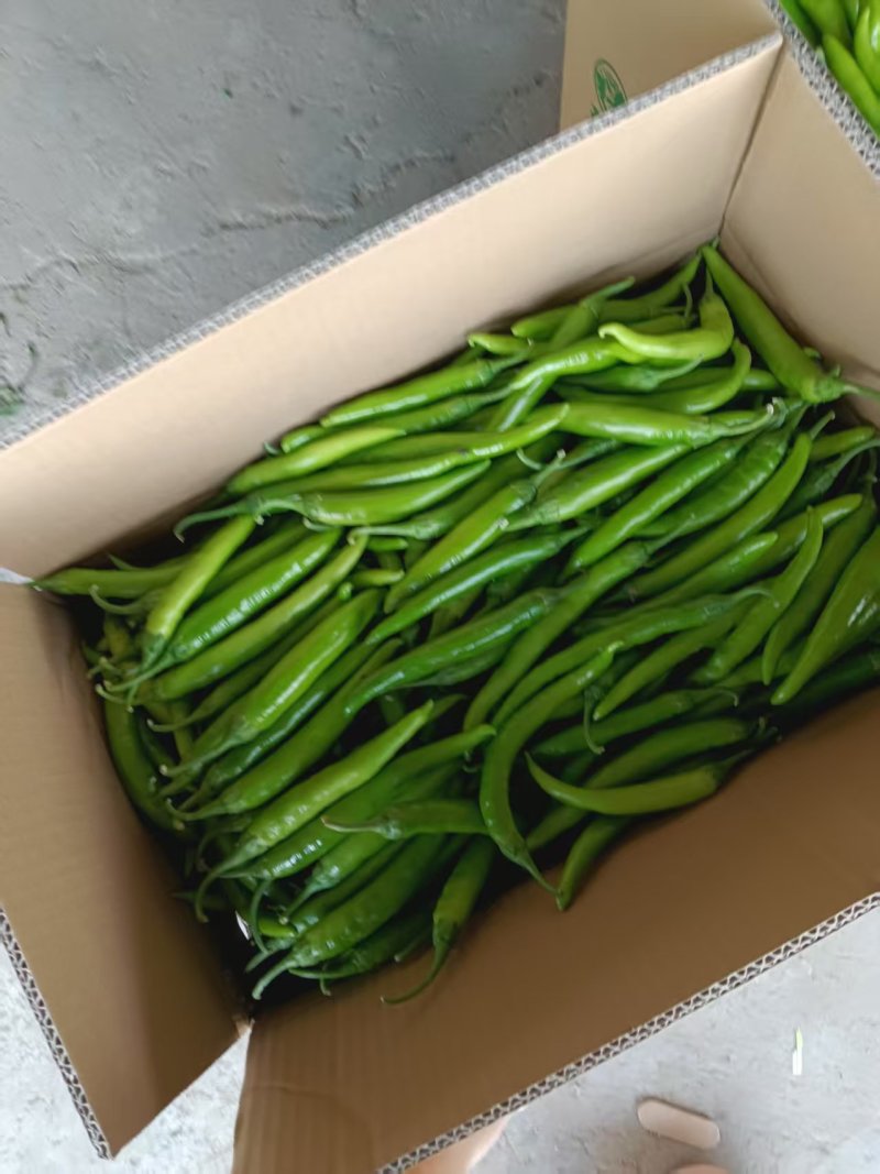 《精品杭椒》河南辣椒/通许辣椒/自家种植/全国供应批发