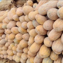 老南瓜蜜本南瓜大量供应产地直发量大价优