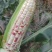 花玉米，花糯玉米，676小花，黑糯玉米，支持大量出货