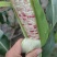 花玉米，花糯玉米，676小花，黑糯玉米，支持大量出货