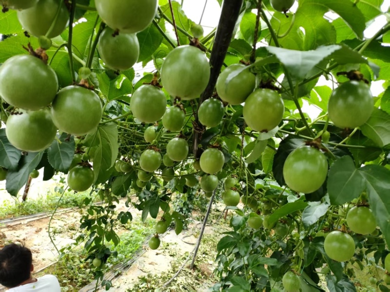 黄金百香果大量供应，云南产地直发，一手货源