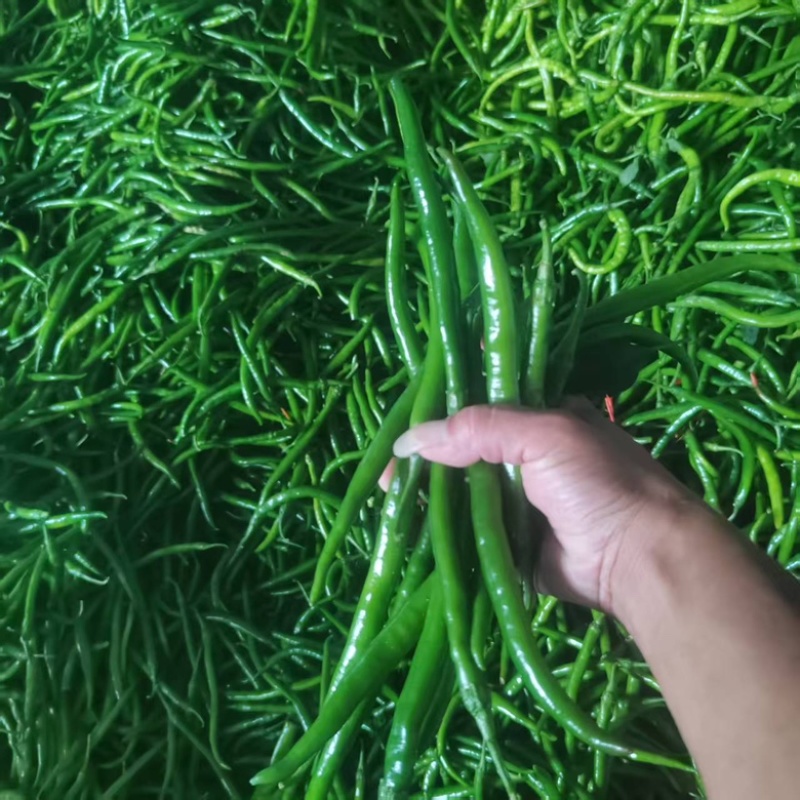 河南精品线椒大量供货，价格便宜千亩基地