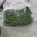 河南精品线椒大量供货，价格便宜千亩基地