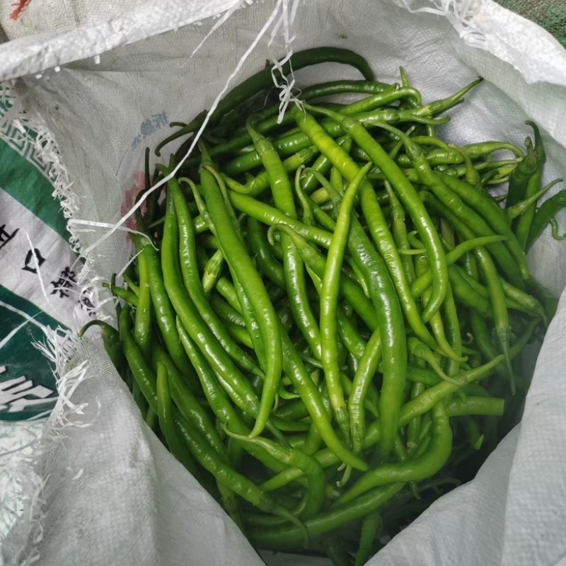 河南精品线椒大量供货，价格便宜千亩基地
