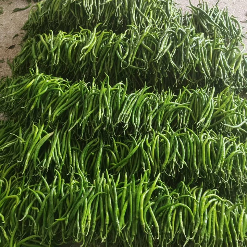 河南精品线椒大量供货，价格便宜千亩基地