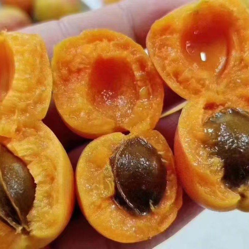【推荐】精品小红杏/吊干杏量大从优质量保证产地供应