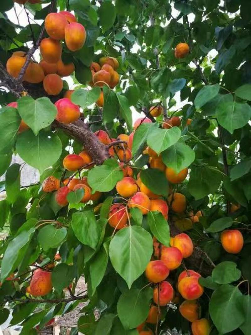 【推荐】精品小红杏/吊干杏量大从优质量保证产地供应