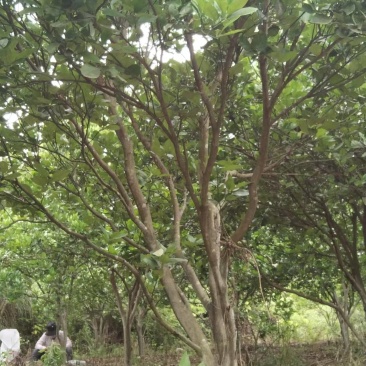 自家种植的柚子树，4米多高，枝繁叶茂，长势很好。已经挂果