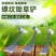 老式小铲子螺纹铲子铁铲除草铲园艺工具挖野菜栽花移苗
