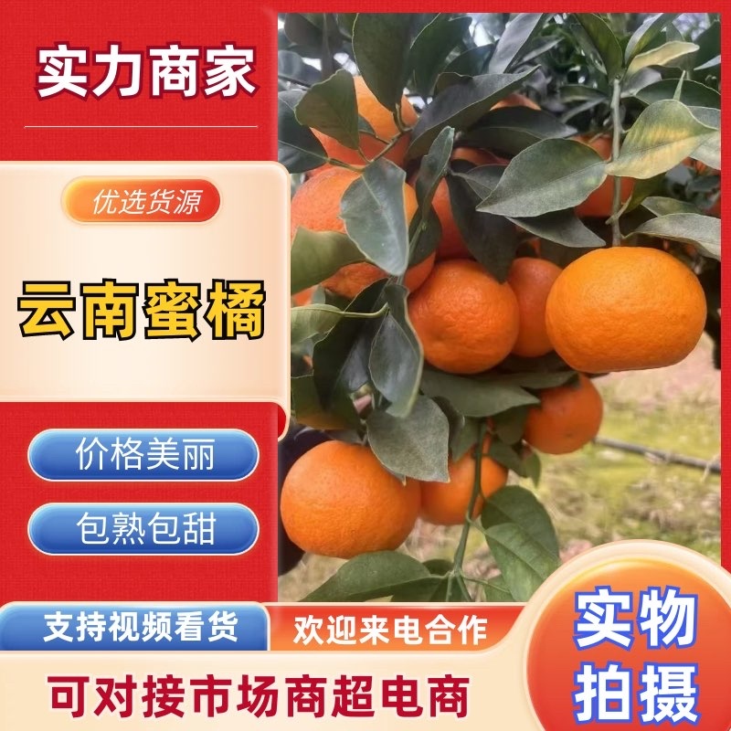 云南蜜橘果大皮薄一手货源量大从优承接各大市场外贸