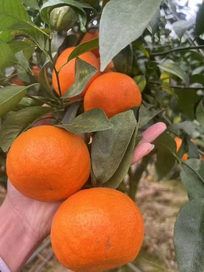 云南蜜橘果大皮薄一手货源量大从优承接各大市场外贸