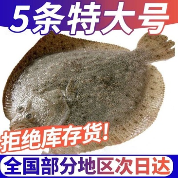 7-9两每条多宝鱼