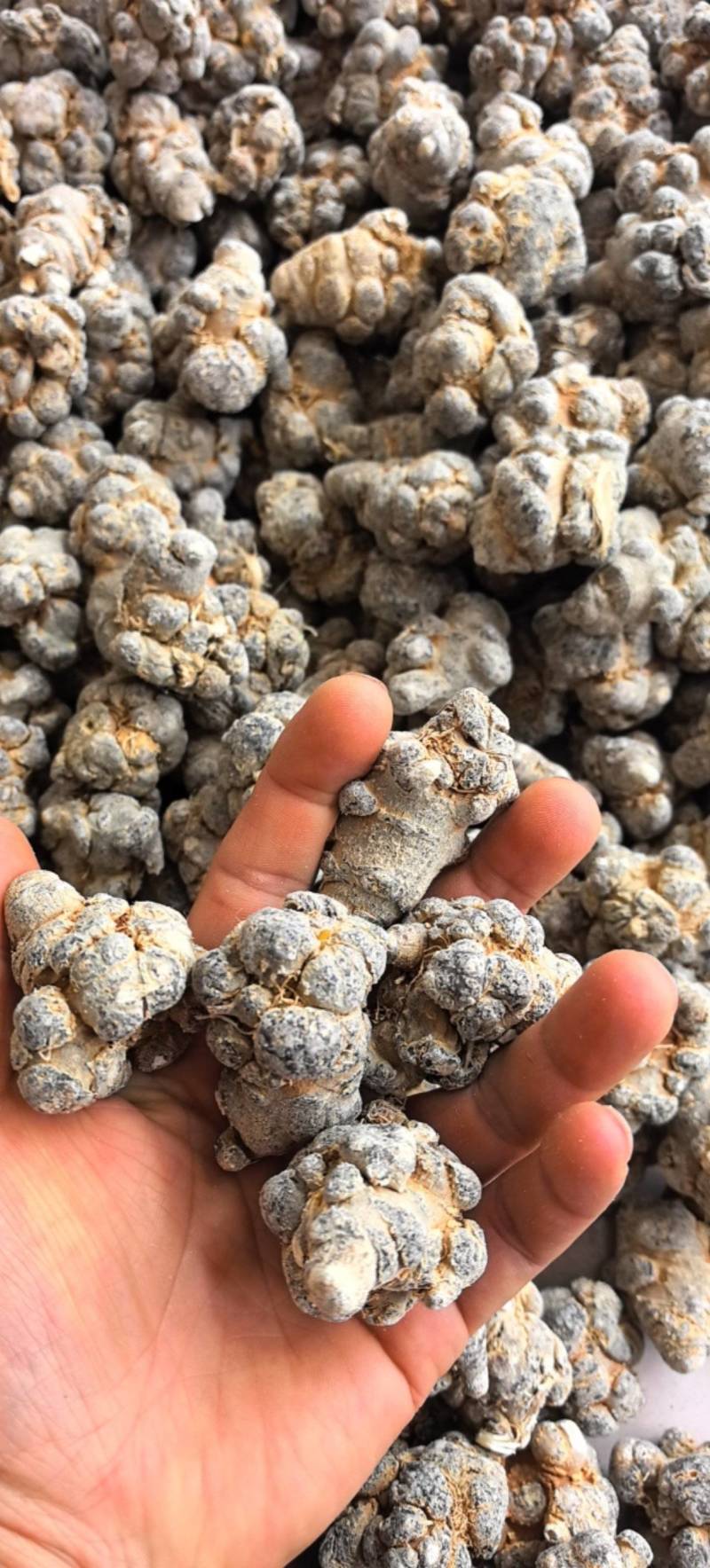 带帽20头足干货，正宗云南文山平坝三年生足干20头带帽七