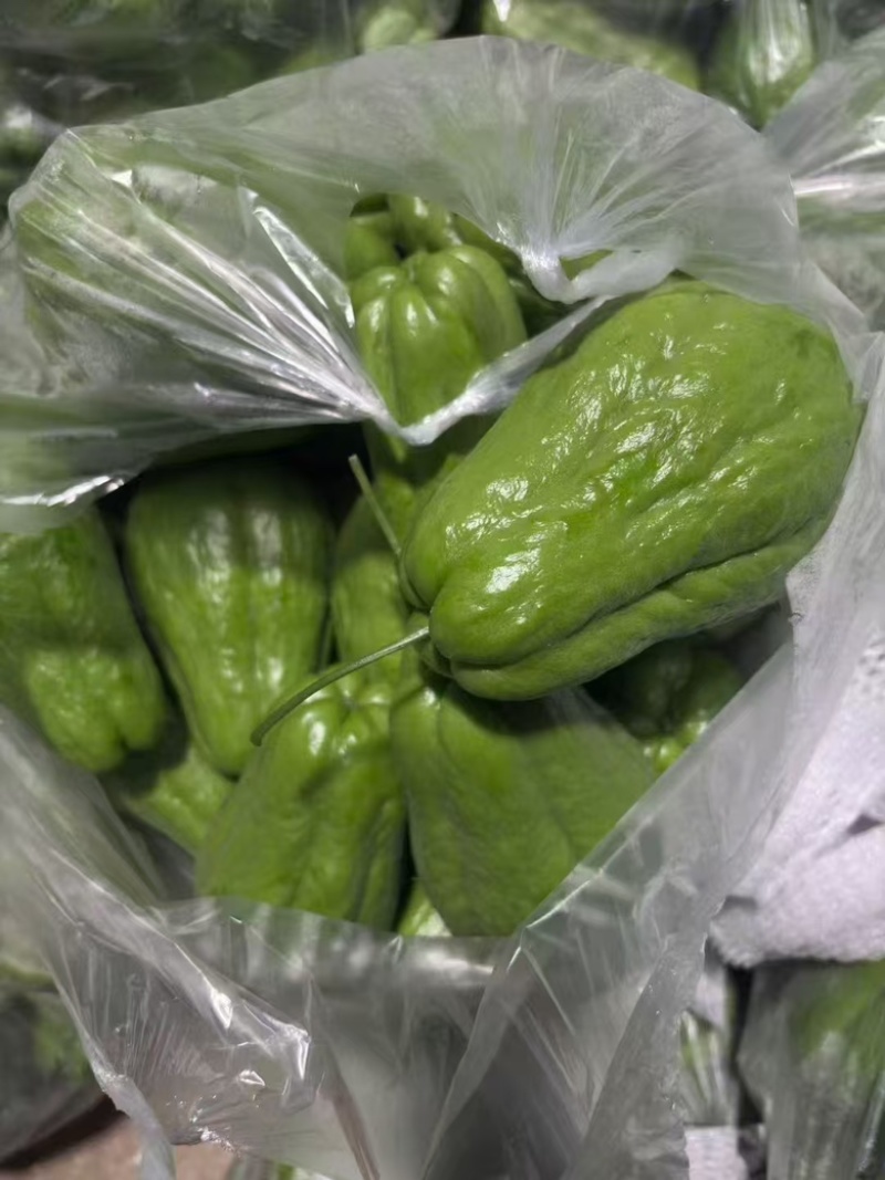 云南佛手瓜大量供应精品上市量大从优一手货源
