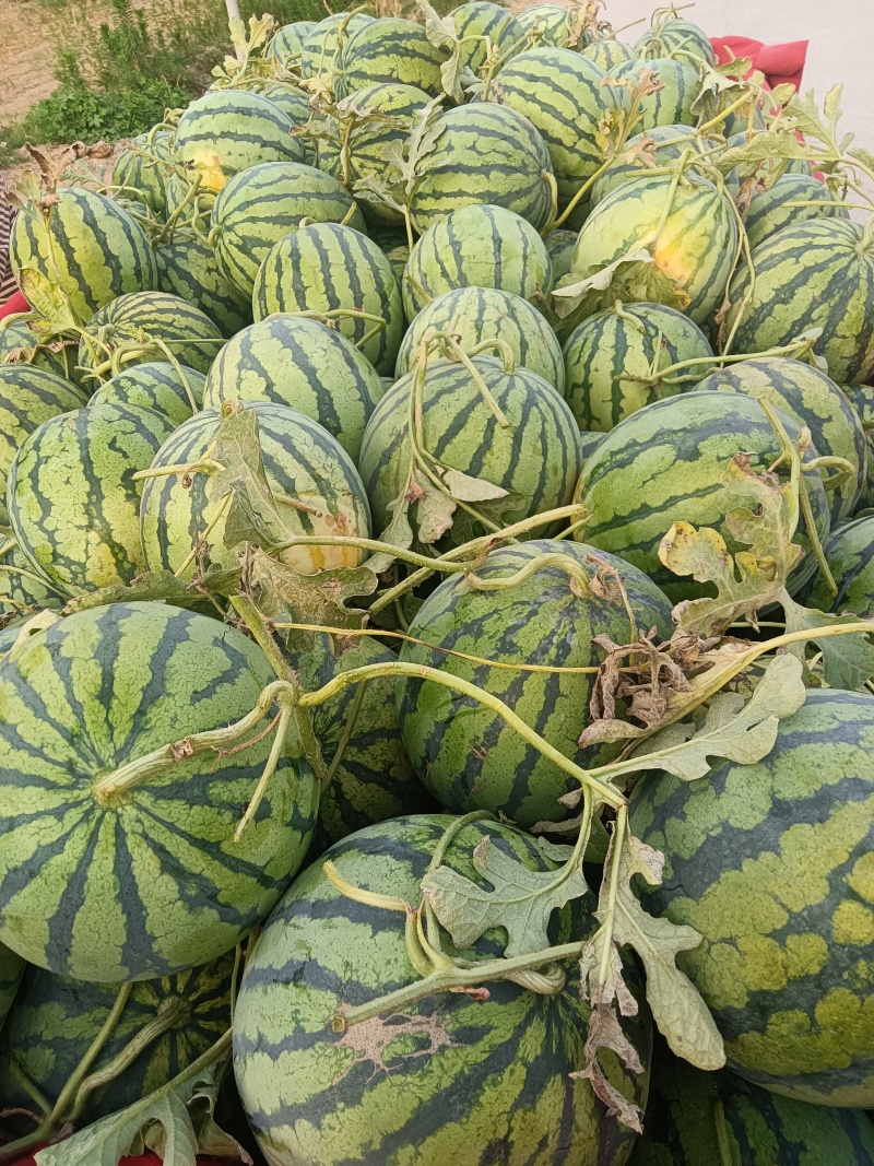 开封精品西瓜，产地直供一手货源全国可发欢迎各地客商咨询