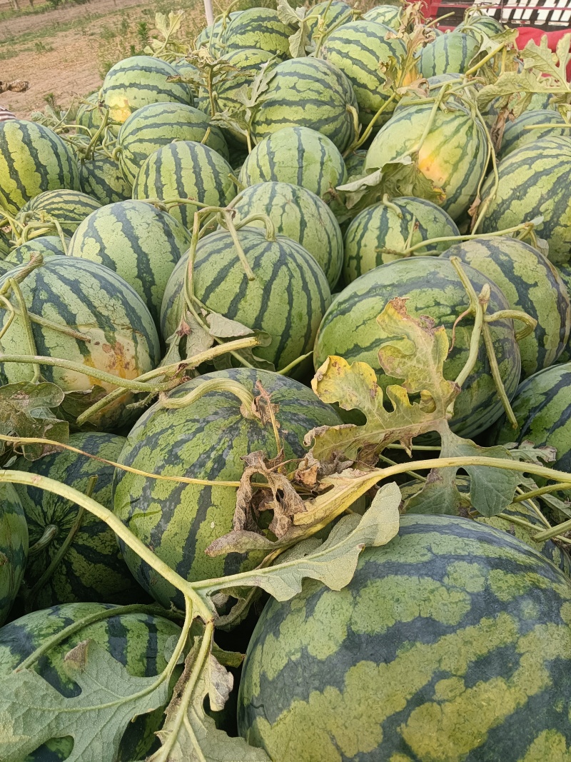 开封精品西瓜，产地直供一手货源全国可发欢迎各地客商咨询