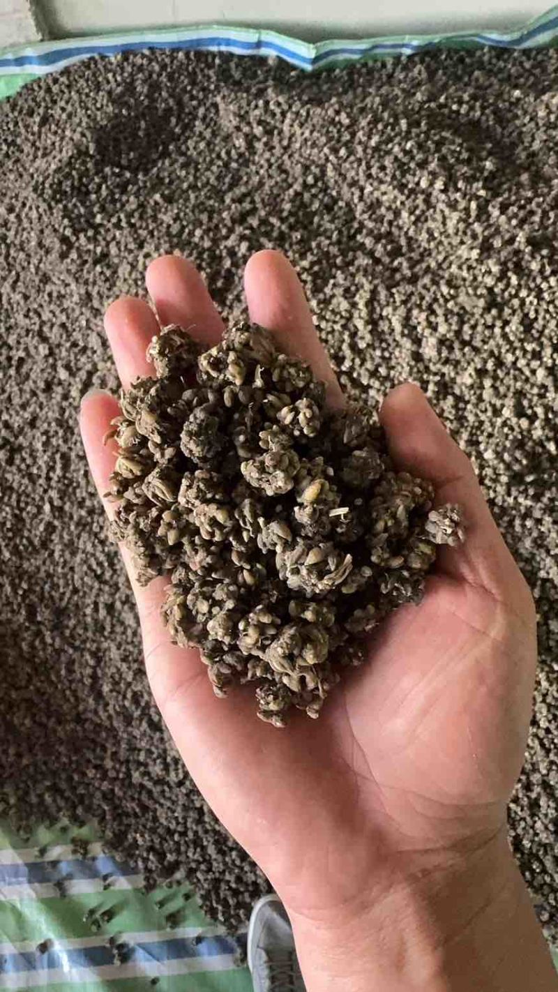 猫爪草中药材家种水洗二遍无熏无硫人工筛选信阳淮滨产地直发