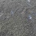 猫爪草中药材家种水洗二遍无熏无硫人工筛选信阳淮滨产地直发